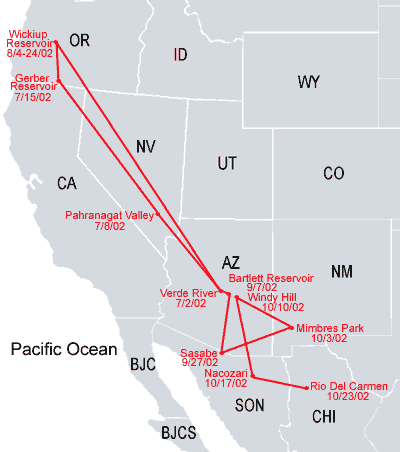 Southwestern-Arizona Sub Adult Bald Eagle Migration Map