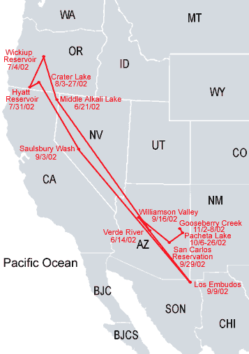 Southwestern-Arizona Sub Adult Bald Eagle Migration Map