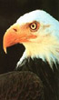 Bald Eagle Profile