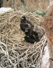 Nest on top of a cliff