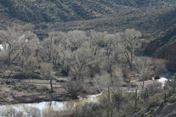 Habitat near Cooldige nest site