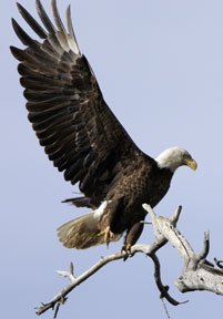 Bald eagle landing on snag.  Photo by B. Taubert.