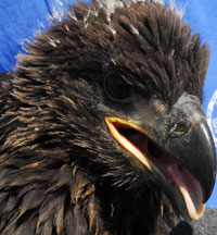 Profile of Juvenile Bald Eagle