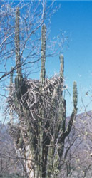 Bald Eagle Nest Photo - In Saguaro Cactus